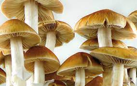 Everything You Need to Know About the B+ Mushroom