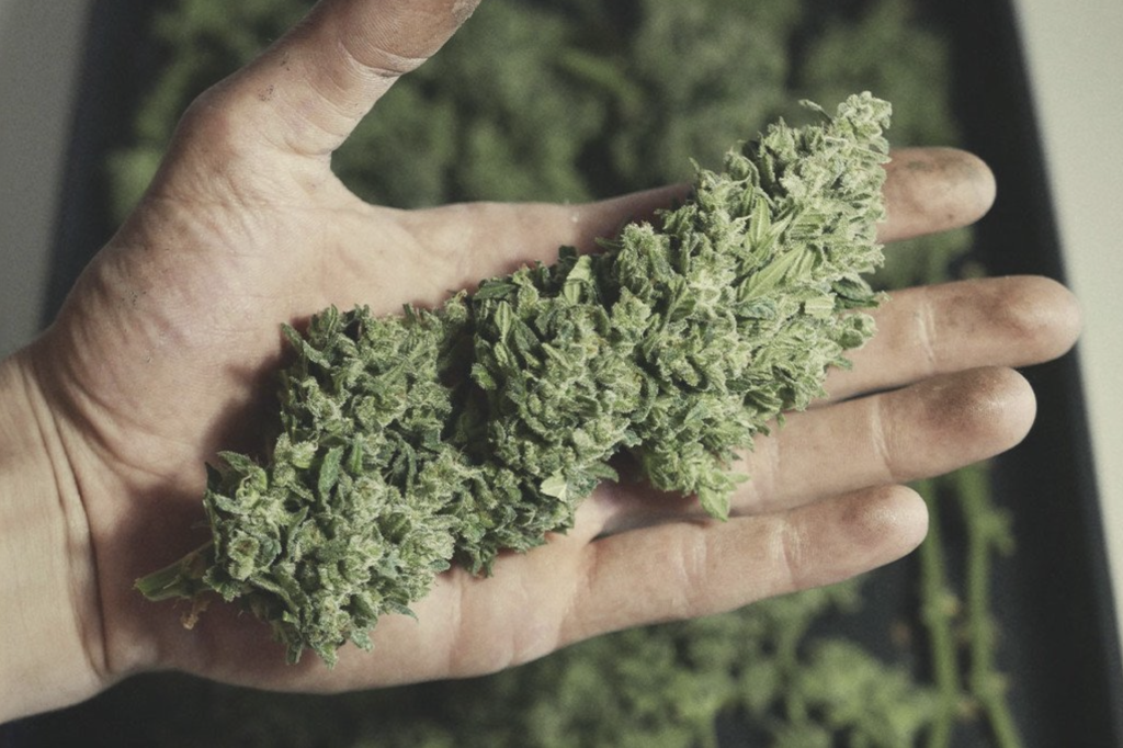 How The Pros Get Higher Yields from Weed