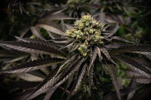 Best Marijuana Strains To Grow